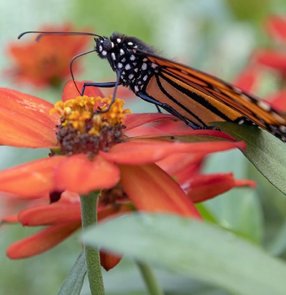Clifford_Martin-CNC-ButterflyExperience_F538460-72