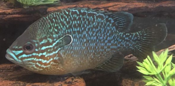 Green Sunfish: Lepomis cyanellus Green Sunfish: Lepomis cyanellus