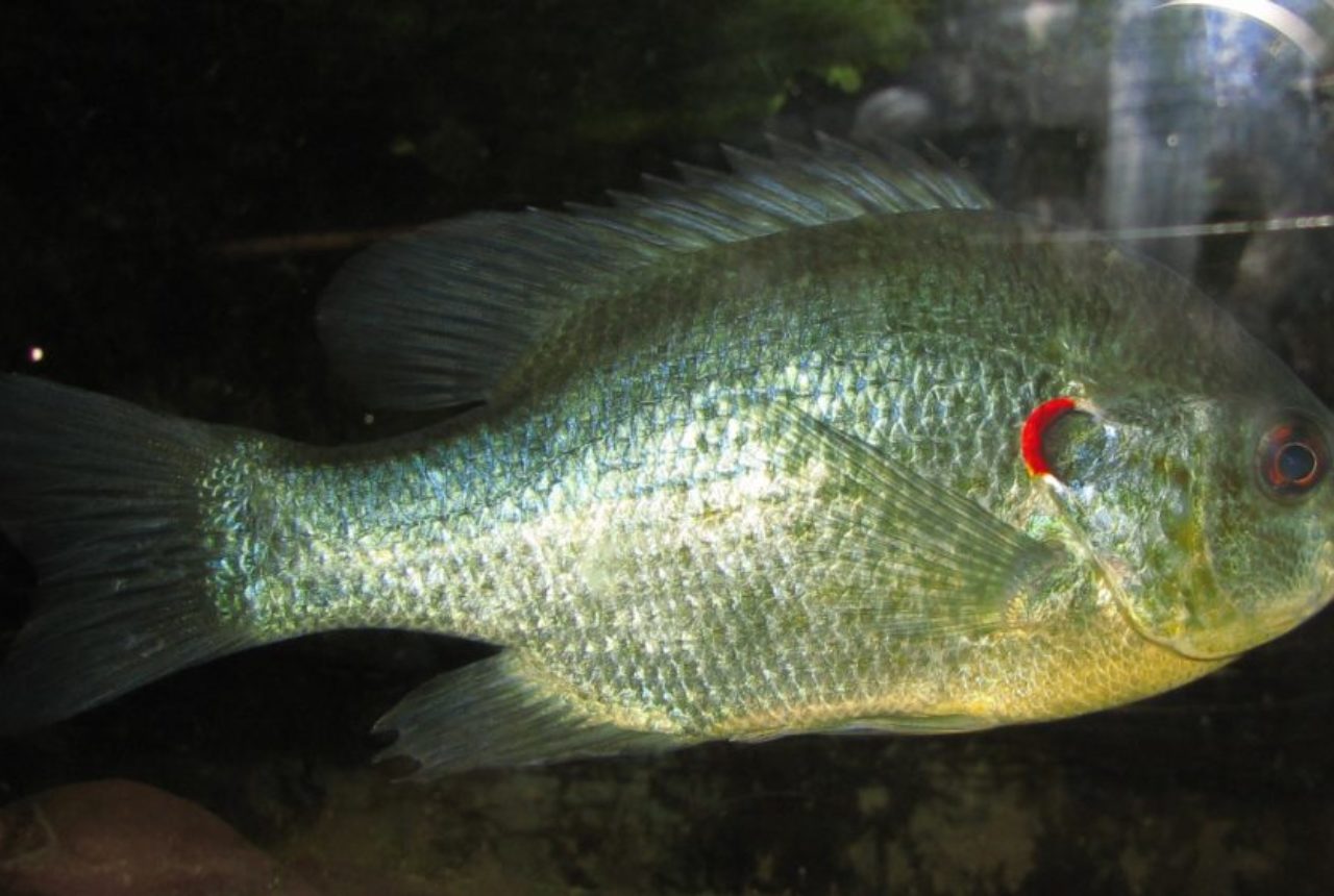 Redear_Sunsfish_Lepomis_microlophus
