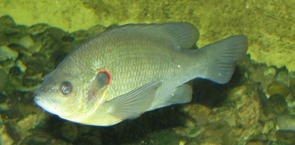 Redear Sunfish: Lepomis microlophus Redear Sunfish: Lepomis microlophus