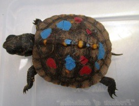 A tortoise: it does not live inside a shell, it is a shell