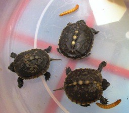 baby_box turtles[2834]