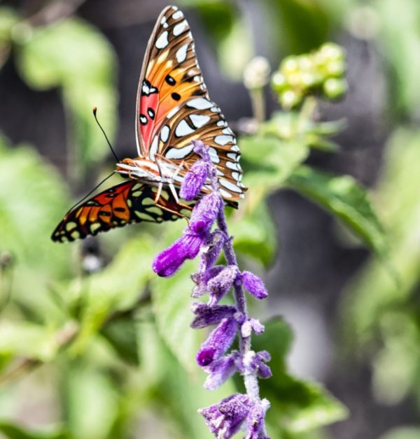 Clifford Martin_Other_Butterfly2_D80 0997 1
