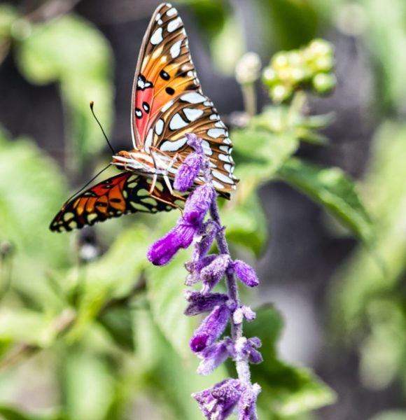 Clifford Martin_Other_Butterfly2_D80-0997