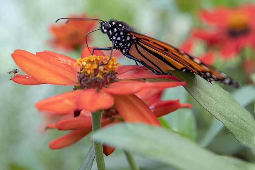 Butterfly Encounter Walk-through exhibit with hundreds of butterflies