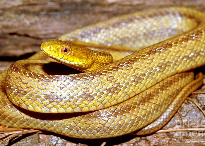 Yellow rat snakes are found in the coastal plains of Georgia. See her In the Watershed Gallery. Female: Arrived in 2012 from a Florida breeder who was retiring. Annual food cost: $65