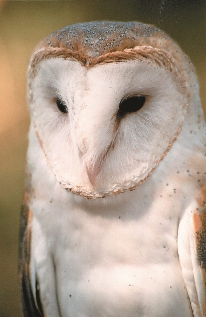 Nicknames include Ghost Owl and Monkey-Faced Owl. Diet is 100% rodent. See them on the Wildlife Walk. Male and Female siblings: Arrived in 2009 and were hatched in captivity at Pennsylvania rehabilitation center. Annual food cost: $1100