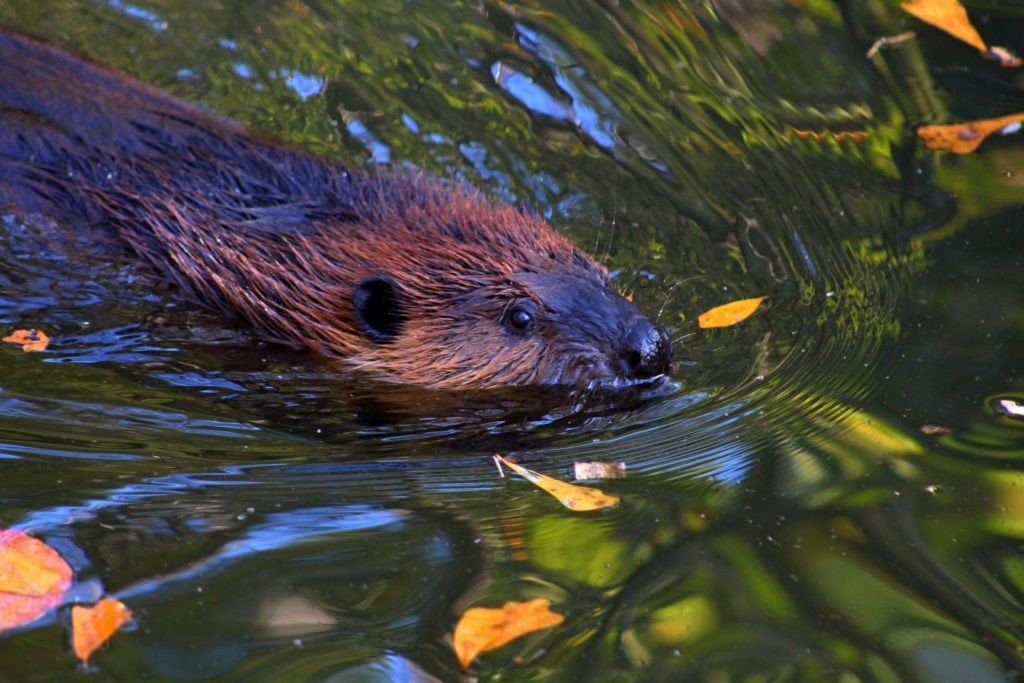 BEAVER: Castor canadensis Largest rodent in the United States Front teeth are orange due to thick enamel to strengthen them. See her on the Wildlife Walk. Female: Arrived in 2016 after being orphaned after a flood. Annual food cost: $300