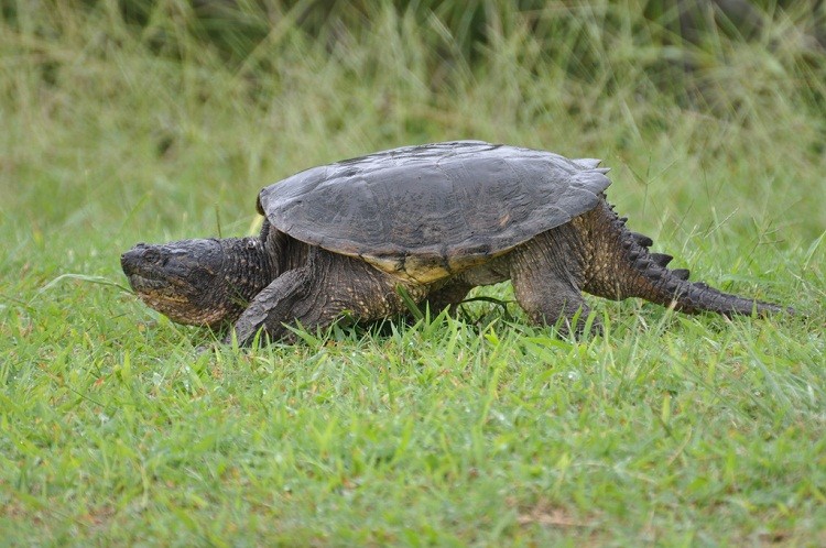 Chelydra serpentina