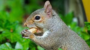 Sciurus carolinensis