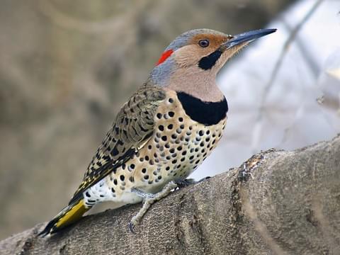 Colaptes auratus