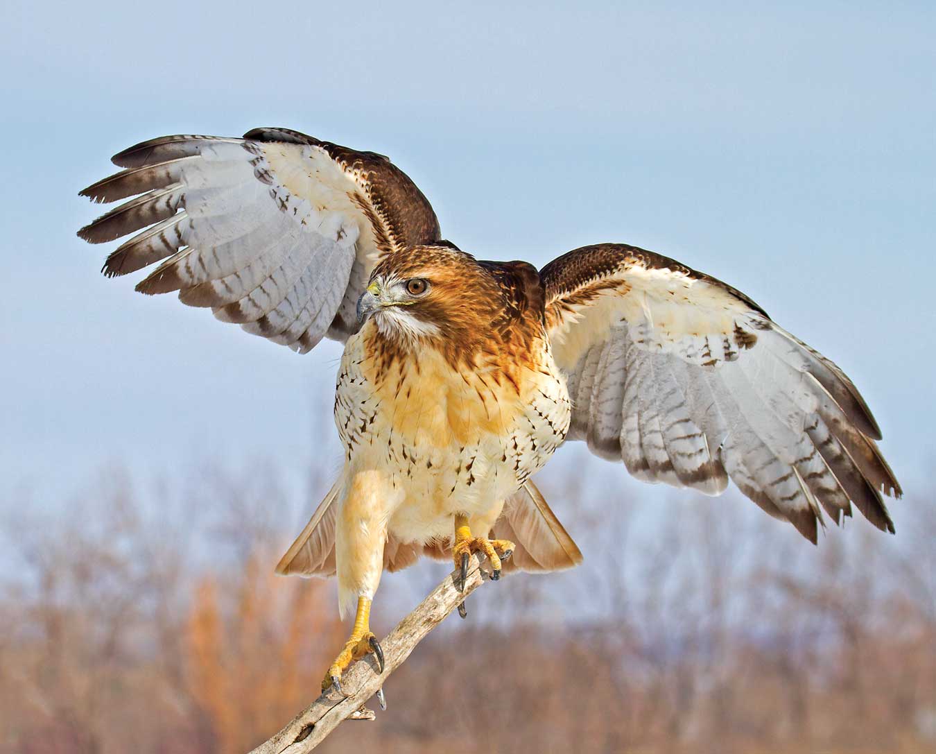 Largest hawk in Georgia. Distinctive “scream” often used by media as a Bald Eagle’s call. See them On the Wildlife Walk. Female: Arrived in 2005 after she was shot. Female: Arrived in 2018 after being hit by a car and losing an eye. Annual food cost: $1400