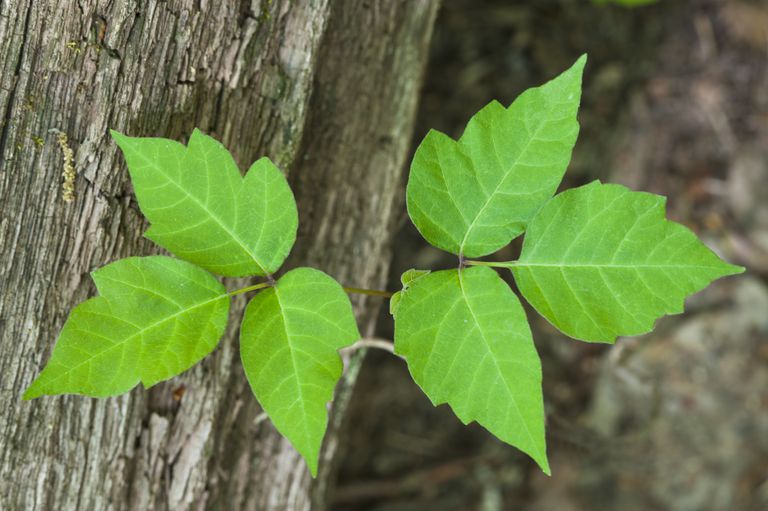 Rhus radicans