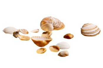 Shells