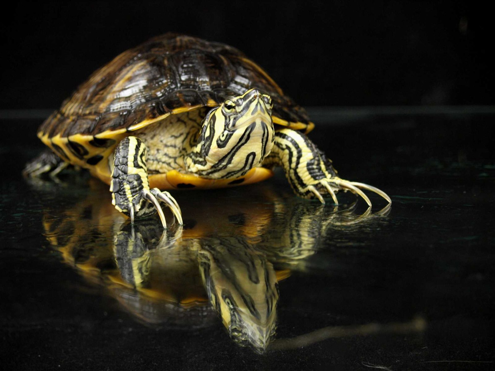 YELLOW-BELLIED SLIDER: Trachemys scripta Named slider because they often drop into the water when startled. Males have elongated front toenails used in courtship. See him In the Watershed Gallery Male: Arrived in 2006 after being kept as a pet in poor conditions. Annual food cost: $100