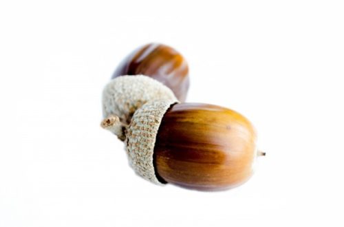 acorns