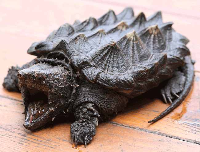 ALLIGATOR SNAPPING TURTLE: Macrochelys temminckiina Native to SW portion of Georgia. Can reach 200 pounds. See it In the Watershed Gallery. Undetermined Gender: Arrived in 2017 after being hatched in captivity ~2009. Annual food cost: $150