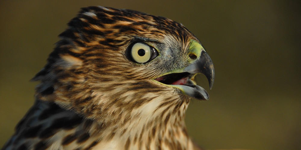 Mainly prey on smaller birds. Adults develop red eyes. See them on the Wildlife Walk. Female: Arrived in 2015 with damage to her shoulder. Annual food cost: $900