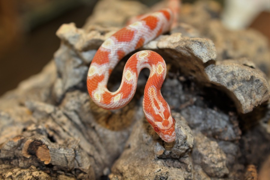 Also called the red rat snake. Identifying characteristics include a checkerboard belly. See it In the Watershed Gallery. Male: Arrived in 2008 after hatching at a North Carolina nature center in 1995. Annual food cost: $65