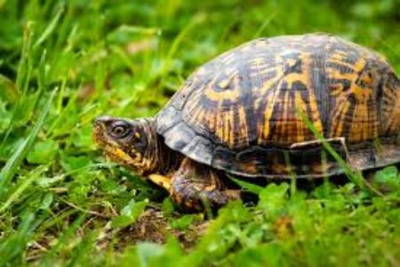 eastern box turtle eastern box turtle