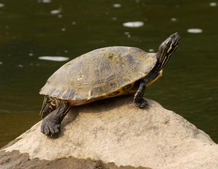 EASTERN RIVER COOTER: Pseudemys concinna Adult females are herbivores and adult males are omnivores. Females grow much larger than males.See him In the Watershed Gallery. This male arrived in 2009 after being rescued by a herpetologist from a sewage-filled retention pond, which led to numerous shell problems. Annual food cost: $100