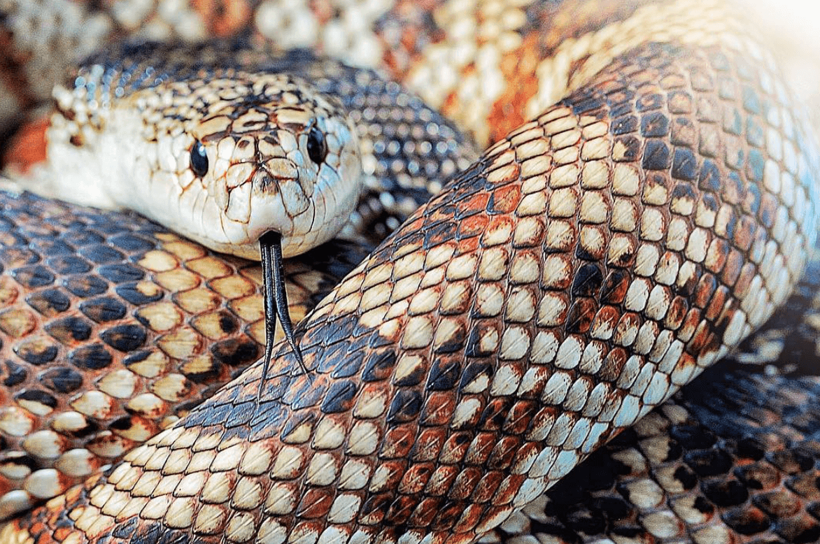 FLORIDA PINE SNAKE: Pituophis melanoleucus Lives in dry, sandy soils. Inflates front of body and hisses loudly as a bluff to predators.See her In the Watershed Gallery. Female: Arrived in 2001 after being kept illegally for commercial sale. Annual food cost: $65