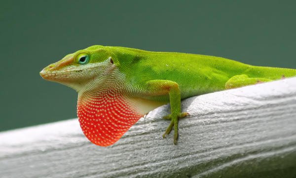 Can change color from green to gray, but is not related to chameleons Males have a pink throat fan (dewlap) that is used to attract mates and establish dominanceSee them In the Watershed Gallery. Males and Females: These individuals all came to CNC in 2018-2023 and were either taken out of the pet trade or rescued from construction sites. Annual food cost: $175