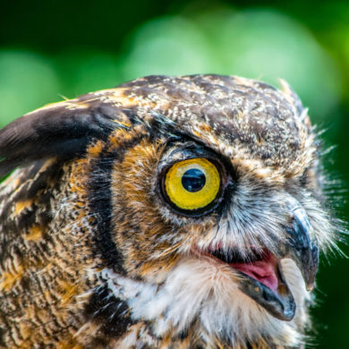 GREAT HORNED OWL: Bubo virginianus Largest owl in Georgia. One of the few predators of skunks. See them on the Wildlife Walk. Female: Arrived in 2005 and has an injured wing. Female: Arrived in 2012 and has an injured wing. Annual food cost: $1500