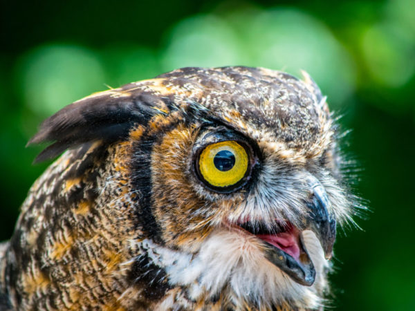 great horned owl_by wren fowler