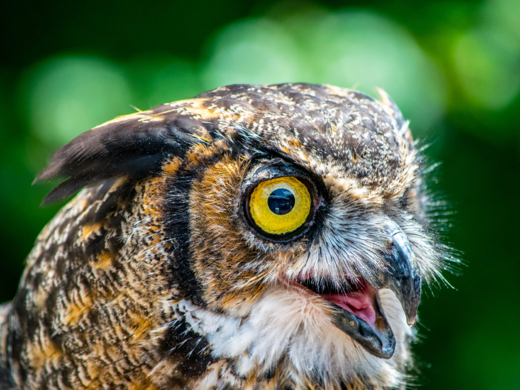 GREAT HORNED OWL: Bubo virginianus Largest owl in Georgia. One of the few predators of skunks. See them on the Wildlife Walk. Female: Arrived in 2005 and has an injured wing. Female: Arrived in 2012 and has an injured wing. Annual food cost: $1500
