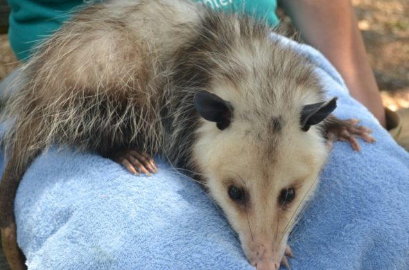 VIRGINIA OPOSSUM: Didelphis virginiana Only marsupial in the United States Can eat over 5000 ticks each year, controlling the spread of disease. See her In the Watershed Gallery. Female: Arrived in 2018 after being raised illegally as a pet. Annual food cost: $375