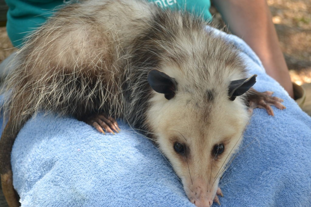 Only marsupial in the United States Can eat over 5000 ticks each year, controlling the spread of disease. See her In the Watershed Gallery. Female: Arrived in 2018 after being raised illegally as a pet. Annual food cost: $375