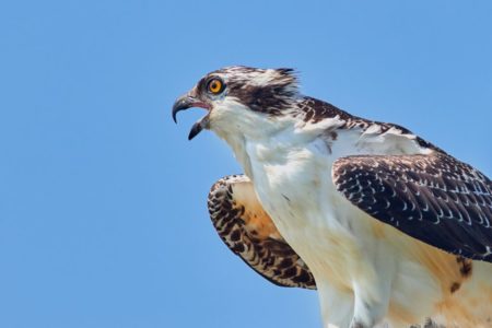 osprey osprey