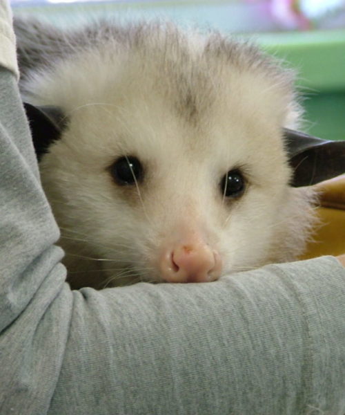 possum