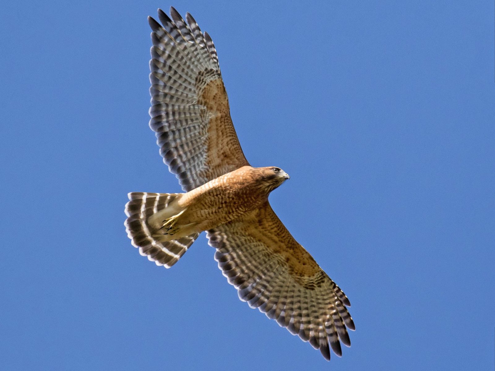 Common hawk in neighborhoods. Found in deciduous forests near water. See them On the Wildlife Walk. Female: Arrived in 2017 after hitting a window and damaging her sight. Annual food cost: $750