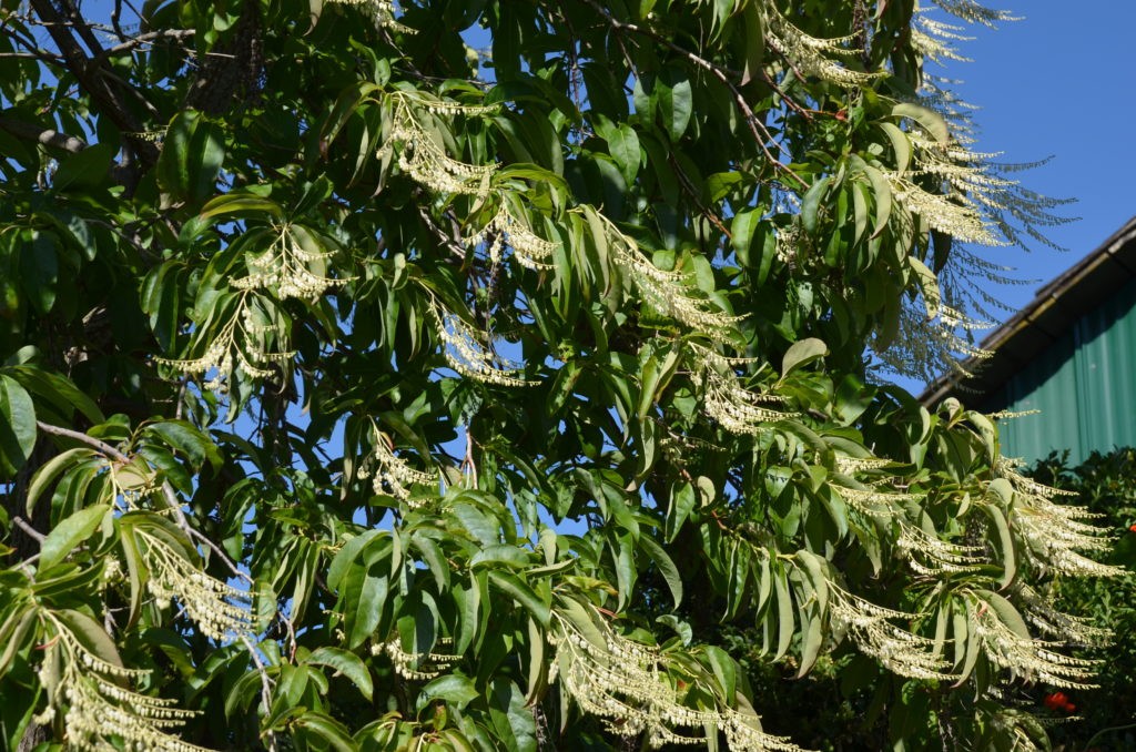 Oxydendrum aboreum