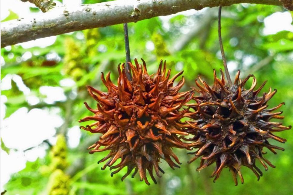 Liquidambar styraciflua