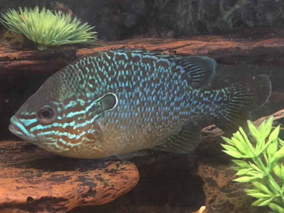 Green Sunfish: Lepomis cyanellus