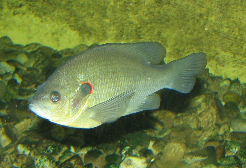 Redear Sunfish: Lepomis microlophus