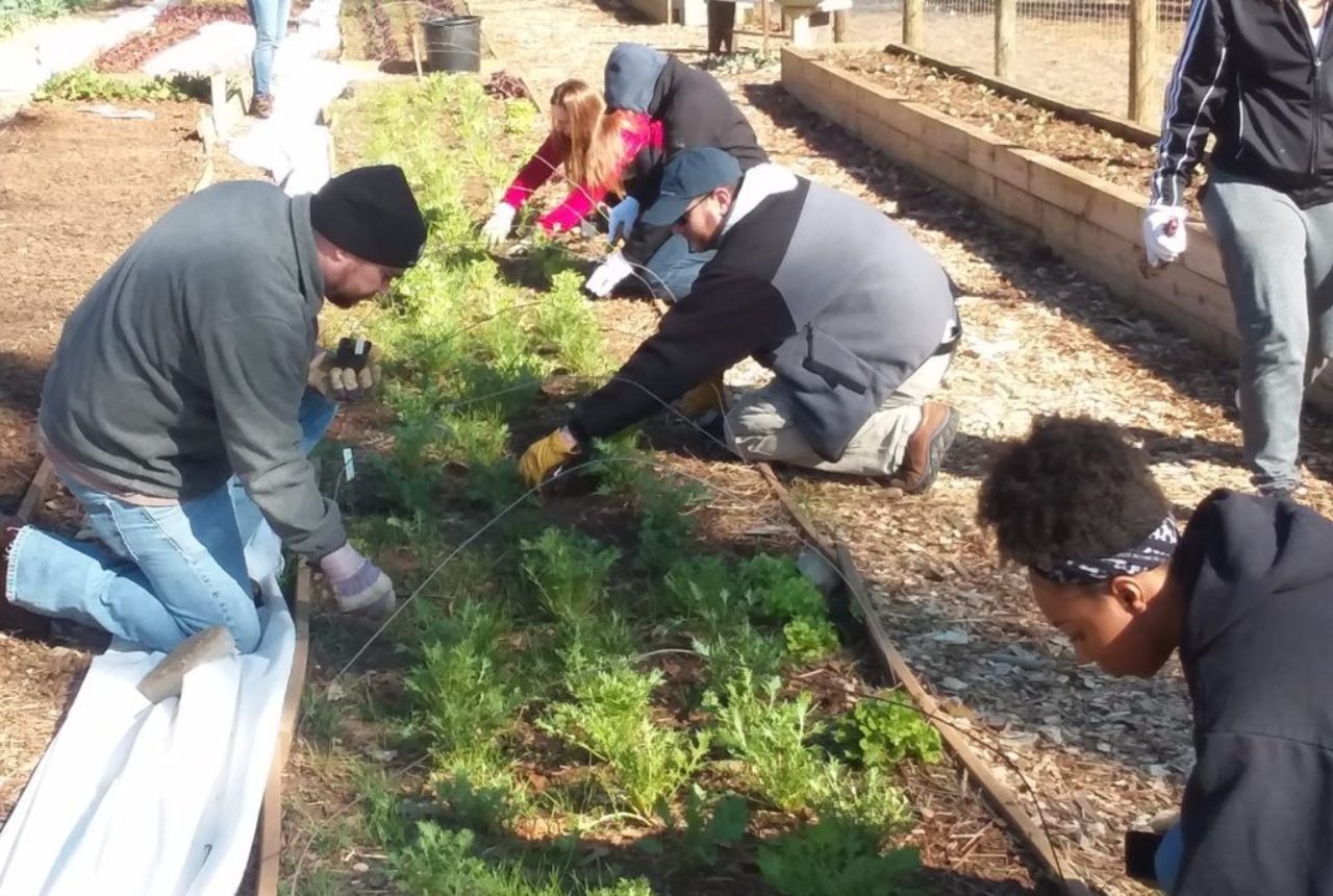 whole food volunteers 1