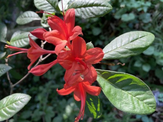 Rhododendron prunifolium_Plumleaf - Azalea