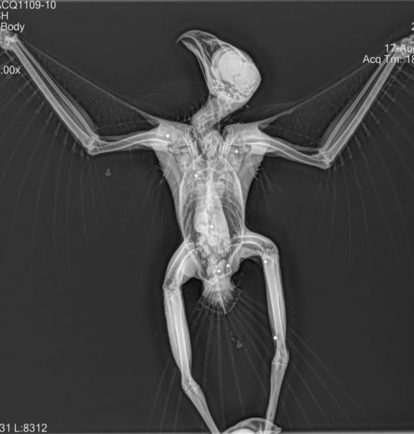 WildlifeXRayRehabilitation