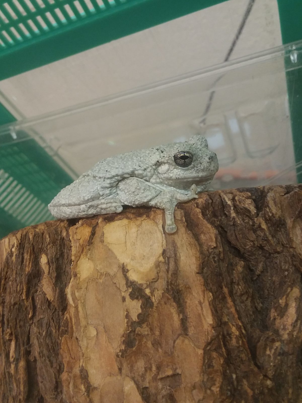 international-tree-frog_2