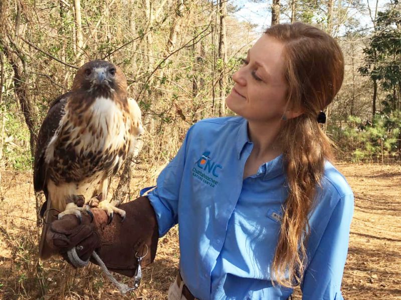 Red-Tailed Hawk