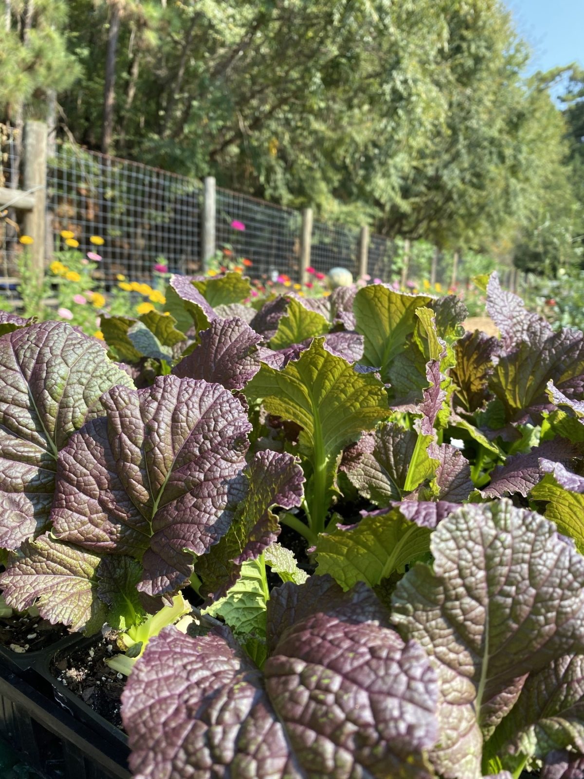 Original Experience Page 1/30/20