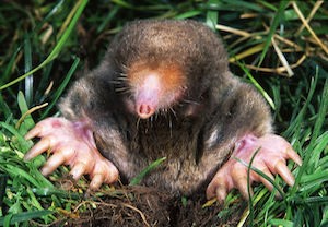 Eastern Mole (Kenneth Catania/Vanderbilt University)