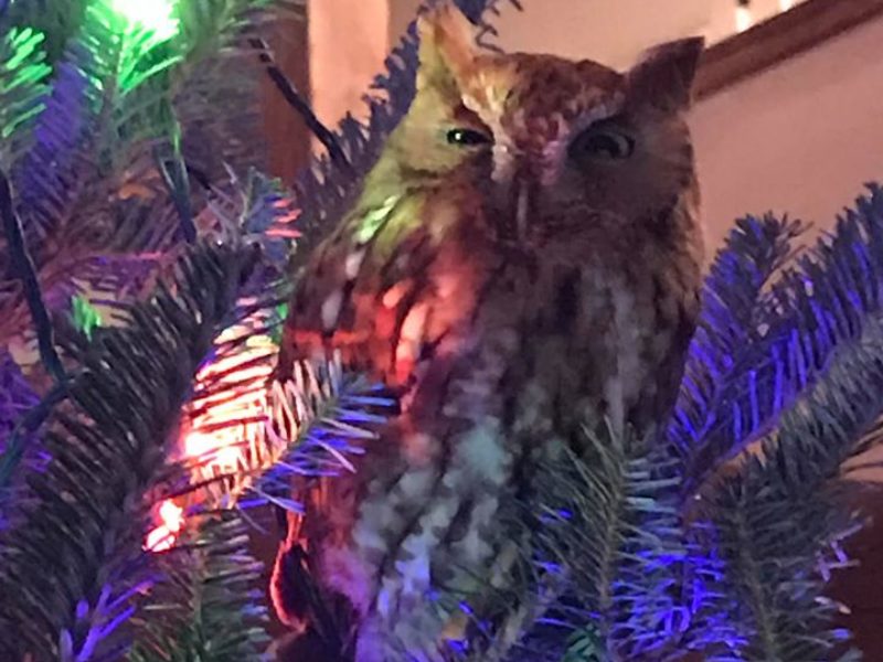 wildlife owl_christmas