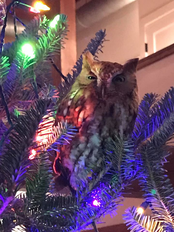 wildlife owl_christmas