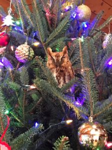 An Eastern Screech Owl perched on a Christmas Tree