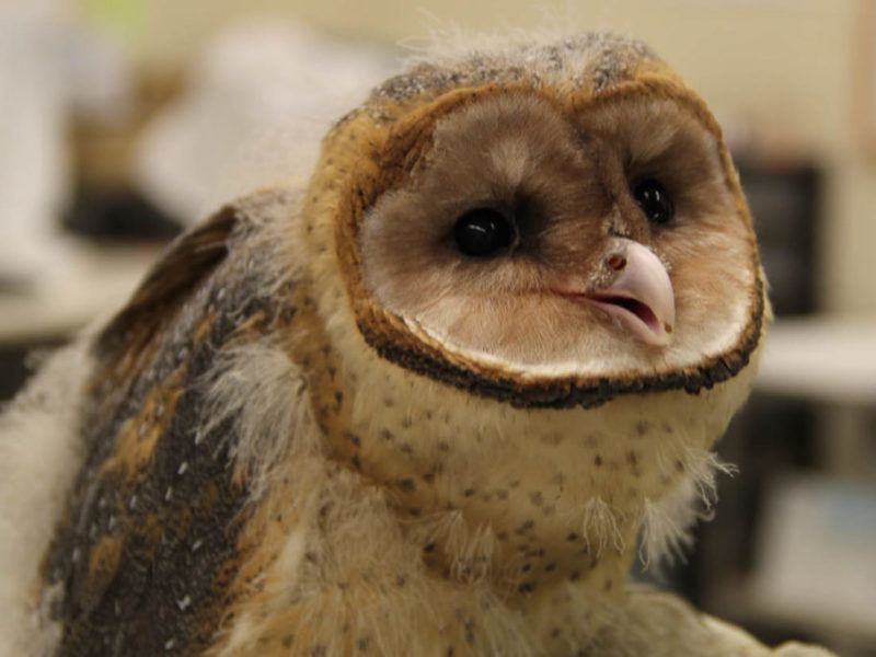 600 x 400 Baby Barn Owl